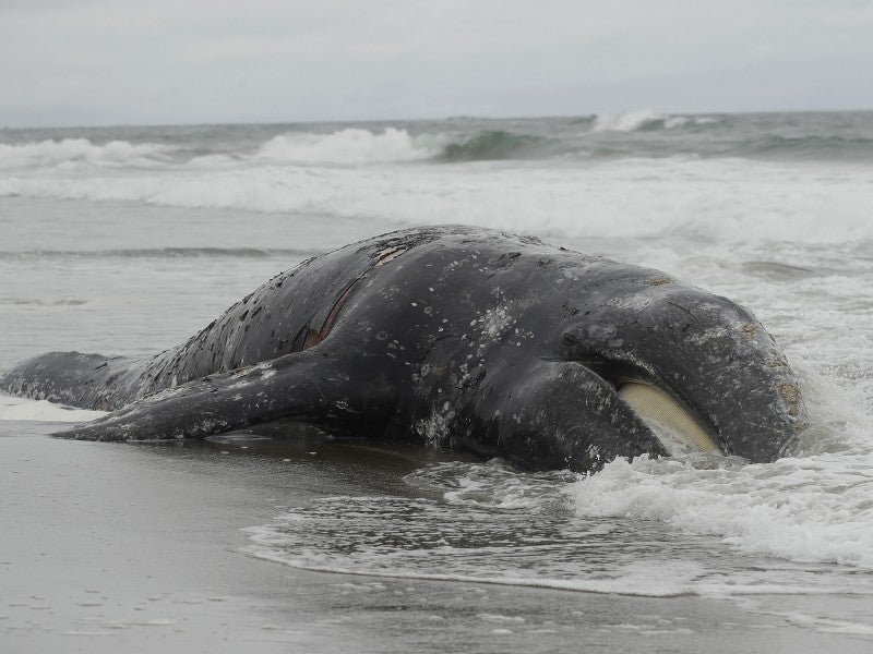 Las olas le dan vuelta a una ballena muerta en Ocean Beach de San Francisco. Docenas de ballenas grises del pacÃfico norte encalladas a lo largo de la costa oeste en el segundo trimestre del año.